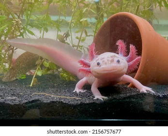 cute:dyf8c8wezxm= axolotl